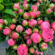 Load image into Gallery viewer, FARM FRESH PEONY ROSES - DOUBLE BUNCH (12 STEMS)