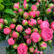 Load image into Gallery viewer, FARM FRESH PEONY ROSES - TRIPLE BUNCH (18 STEMS)