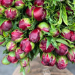 Load image into Gallery viewer, FARM FRESH PEONY ROSES - TRIPLE BUNCH (18 STEMS)