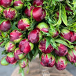 Load image into Gallery viewer, FARM FRESH PEONY ROSES - DOUBLE BUNCH (12 STEMS)
