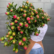 Load image into Gallery viewer, FARM FRESH PEONY ROSES - TRIPLE BUNCH (18 STEMS)