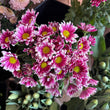 Load image into Gallery viewer, FARM FRESH CHRYSANTHEMUMS - SINGLE BUNCH