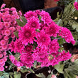 Load image into Gallery viewer, FARM FRESH CHRYSANTHEMUMS - SINGLE BUNCH