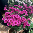 Load image into Gallery viewer, FARM FRESH CHRYSANTHEMUMS - SINGLE BUNCH