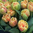 Load image into Gallery viewer, FARM FRESH TULIPS - SINGLE BUNCH (10 STEMS)