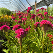 Load image into Gallery viewer, FARMGATE CELOSIA BRAIN HOT PINK CORAL ON FARM
