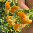Load image into Gallery viewer, FARMGATE CELOSIA BRAIN YELLOW FARMERS MARKET BUNCH