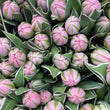 Load image into Gallery viewer, FARM FRESH TULIPS - SINGLE BUNCH (10 STEMS)