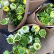 Load image into Gallery viewer, FARMGATE FLOWERS DSIRECT CHAMPAGNE LEMON RANUNCULUS