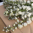 Load image into Gallery viewer, FARM FRESH DELPHINIUM - SINGLE BUNCH (5 STEMS)