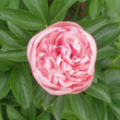 Load image into Gallery viewer, TASMANIAN GROWN PEONY ROSE ETCHED SALMON PEONY ROSE PINK PEONIES