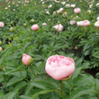 Load image into Gallery viewer, FARMGATE FLOWERS DIRECT ETCHED SALMON PEONY ROSE TASMANIAN GROWN PINK PEONIES