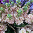 Load image into Gallery viewer, FARM FRESH STOCKS - SINGLE BUNCH (5 STEMS)