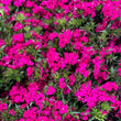 Load image into Gallery viewer, FARMGATE FLOWERS DIRECT FROM FARM SWEET WILLIAM  FLOWERS DARK PINK