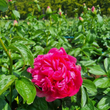 Load image into Gallery viewer, FARMGATE FLOWERS DIRECT GLOWING RASPBERRY ROSE PEONY PINK PEONIES TASMANIAN GROWN