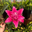 Load image into Gallery viewer, FARMGATE FLOWERS DIRECT LOTUS LILIUM LILY LILIES
