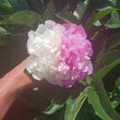 Load image into Gallery viewer, FARMGATE FLOWERS DIRECT PEONY ROSES MR_ED_PEONY