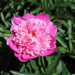 Load image into Gallery viewer, FARMGATE FLOWERS DIRECT MADAME EMILE PINK PEONIES PINK PEONY