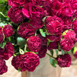 Load image into Gallery viewer, FARMGATE FLOWERS DIRECT PEONY ROSE PEONIES OLD FAITHFUL