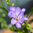 Load image into Gallery viewer, FRAGRANCE PURPLE FREESIA