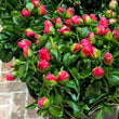 Load image into Gallery viewer, FARM FRESH PEONY ROSES - TRIPLE BUNCH (18 STEMS)