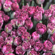 Load image into Gallery viewer, FARM FRESH TULIPS - DOUBLE BUNCH (20 STEMS)