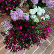 Load image into Gallery viewer, FARMGATE FLOWERS FARM SWEET WILLIAM  FLOWERS