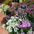 Load image into Gallery viewer, FARMGATE FLOWERS FROM FARM SWEET WILLIAM  FLOWERS