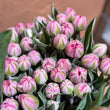 Load image into Gallery viewer, FARMGATE FLOWERS TOOWONG NEWFARM TASMANIAN TULIPS CERISE PINK