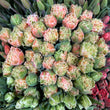 Load image into Gallery viewer, FARMGATE FLOWERS TOOWONG NEWFARM TASMANIAN TULIPS DOUBLE PINK RUFFLE