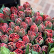Load image into Gallery viewer, FARMGATE FLOWERS TOOWONG NEWFARM TASMANIAN TULIPS DOUBLE RED