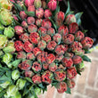 Load image into Gallery viewer, FARMGATE FLOWERS TOOWONG NEWFARM TASMANIAN TULIPS DOUBLE RED FRINGE