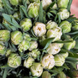 Load image into Gallery viewer, FARMGATE FLOWERS TOOWONG NEWFARM TASMANIAN TULIPS DOUBLE WHITE