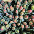 Load image into Gallery viewer, FARMGATE FLOWERS TOOWONG NEWFARM TASMANIAN TULIPS ORANGE
