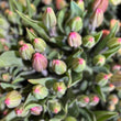 Load image into Gallery viewer, FARMGATE FLOWERS TOOWONG NEWFARM TASMANIAN TULIPS PINK