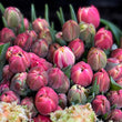 Load image into Gallery viewer, FARMGATE FLOWERS TOOWONG NEWFARM TASMANIAN TULIPS PINK DOUBLE