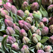 Load image into Gallery viewer, FARMGATE FLOWERS TOOWONG NEWFARM TASMANIAN TULIPS WHITE PINK