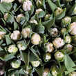 Load image into Gallery viewer, FARMGATE FLOWERS TOOWONG NEWFARM TASMANIAN TULIPS WHITE PINK BLUSH FRINGE