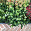 Load image into Gallery viewer, FARMGATE FLOWER MARKET TOOWONG NEWFARM TASMANIAN TULIPS DOUBLE WHITE