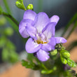 Load image into Gallery viewer, Farmgate fragranced freesias purple