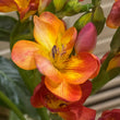 Load image into Gallery viewer, farmgate fragranced freesias sunset