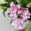 Load image into Gallery viewer, FARMGATE ORIENTAL LOTUS LILY LILIUM LILIES  PINK