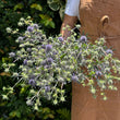Load image into Gallery viewer, FARMGATE SEA HOLLY SINGLE BUNCH PURPLE MARKET BUNCH