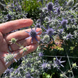 Load image into Gallery viewer, SEA HOLLY FLOWER PURPLE