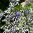 Load image into Gallery viewer, FARMGATE SEA HOLLY PURPLE CLOSE UP