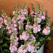 Load image into Gallery viewer, FARMGATE STOCKS LIGHT PINK