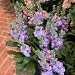 Load image into Gallery viewer, FARMGATE STOCKS LILAC