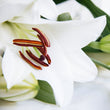 Load image into Gallery viewer, TEST  - SINGLE BUNCH (3 STEMS)