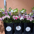 Load image into Gallery viewer, Subscription - 3 x Seasonal Market Bunches (Delivered Regularly)