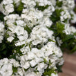 Load image into Gallery viewer, SWEET WILLIAM - SINGLE BUNCH